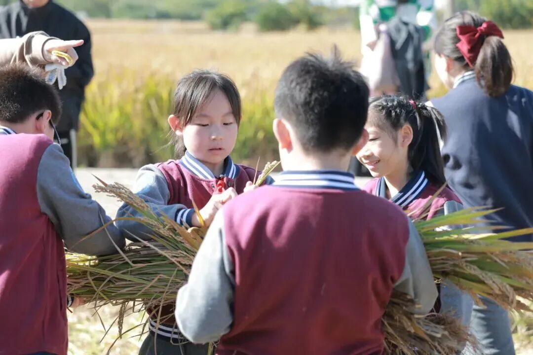 媒体报道 | 稻田里的“五育”融合！这场玩嗨的秋游，藏着PBL设计的大文章